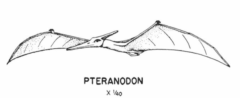 Flying dinosaurs - Pteranodon.jpg