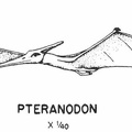 Flying dinosaurs - Pteranodon