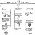 Fossil Identificaton Chart - II Bilateral Symmetry