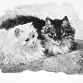 Two cats