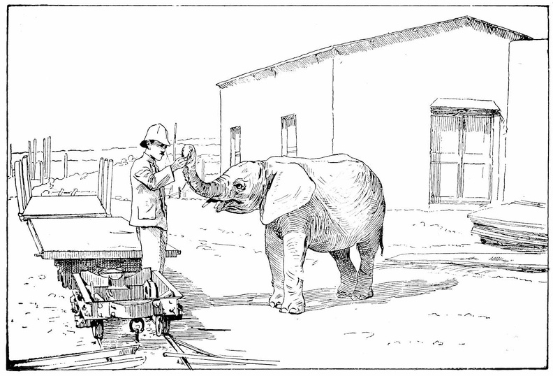 Elephant employed to build a railway in Africa.jpg