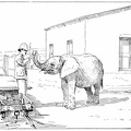 Elephant employed to build a railway in Africa