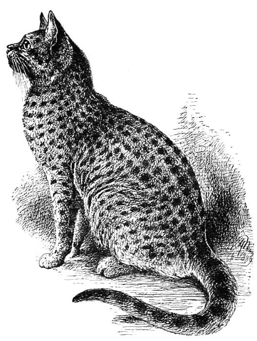 Example of a finely-marked Spotted Tabby He-Cat