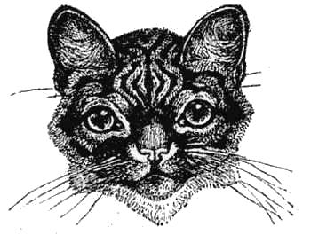 Head of a well-marked Striped Brown Tabby.jpg