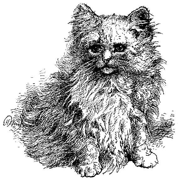 Perian Kitten 'Lambkin'.jpg