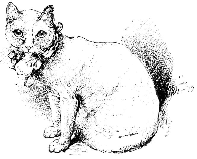 White cat - prize winner in 1879.jpg