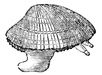 Cockle