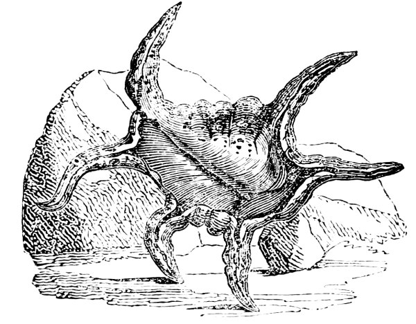 Pterocera scorpio.jpg