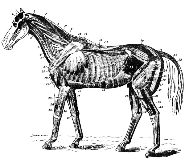 Deep muscles of the horse