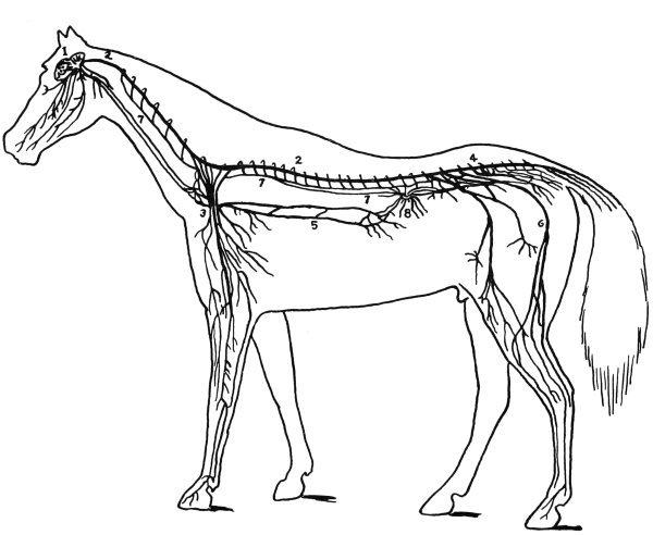 Nervous system of a horse