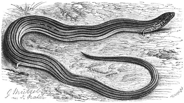 Copper snake.jpg