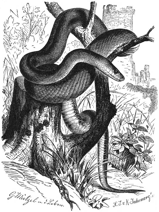 Esculapius snake.jpg