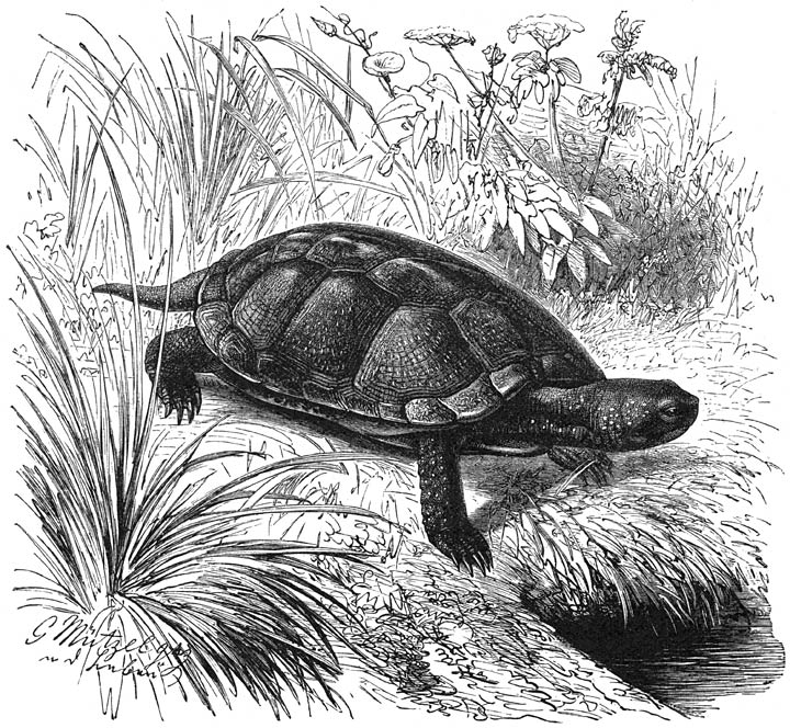 European Freshwater Turtle.jpg