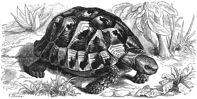 Greek Tortoise.jpg