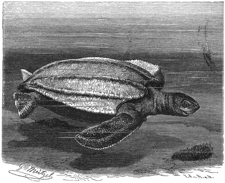 Leatherback turtle.jpg