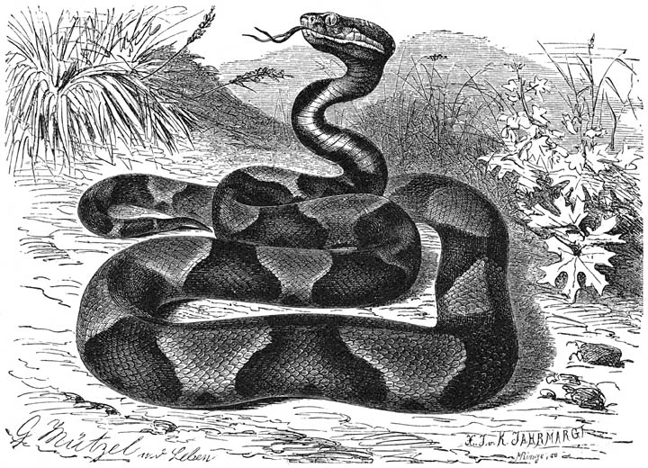 Mokassin snake
