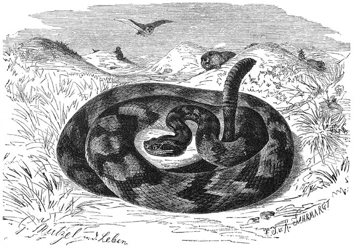 Rattlesnake.jpg