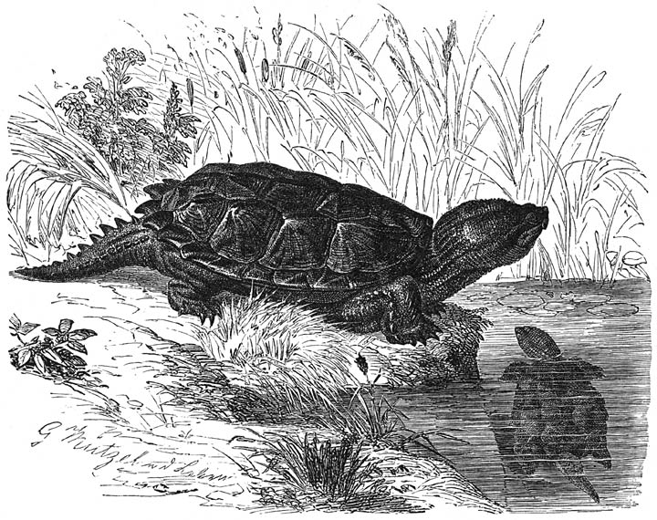 Snapping turtle.jpg