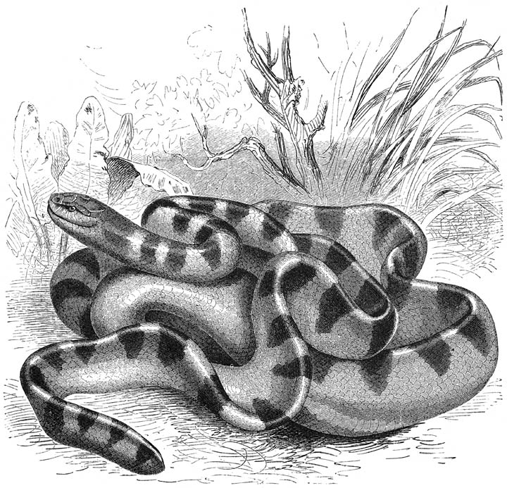 Striped oar-tailed snake