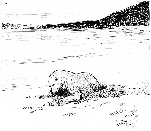 Polar Bear coming out of hibernation.jpg