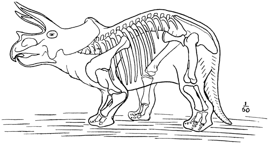Outline sketch restoration of Triceratops