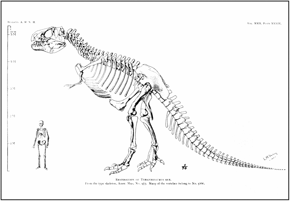 Skeleton of Tyrannosaurus in comparison with human skeleton.jpg