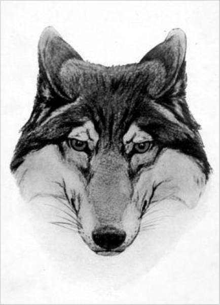 Wolf 4.jpg