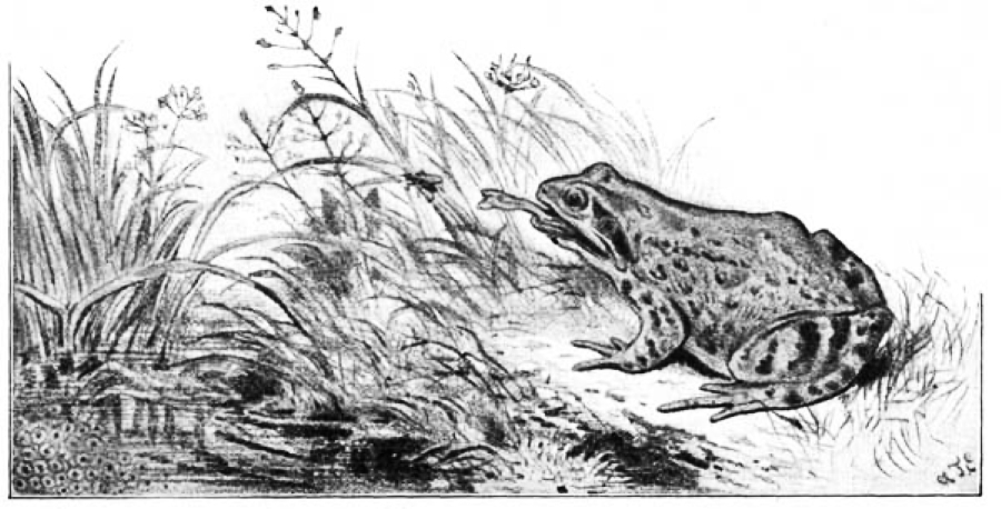 Common Frog -  showing tongue in action.jpg