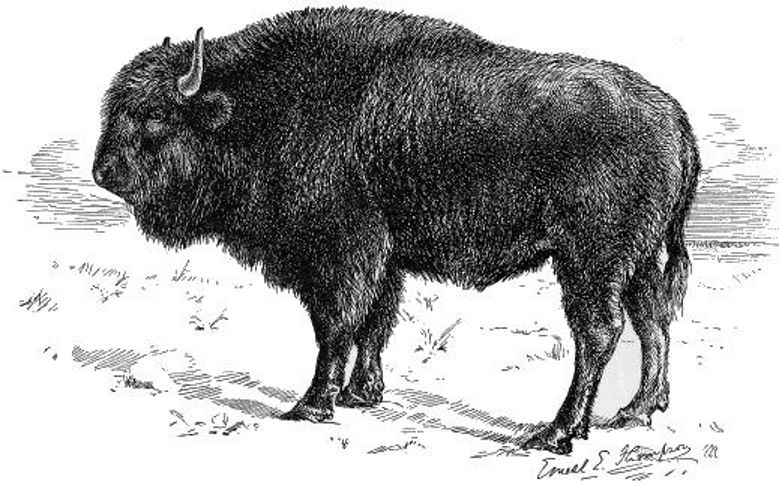 Young Half-breed (Buffalo-Domestic) Bull.jpg