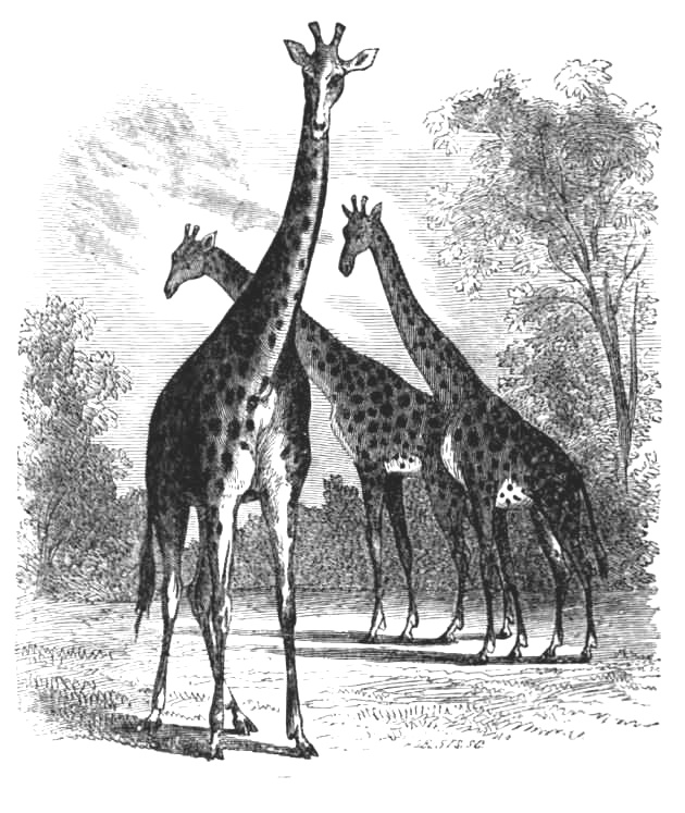 3 Giraffe.jpg