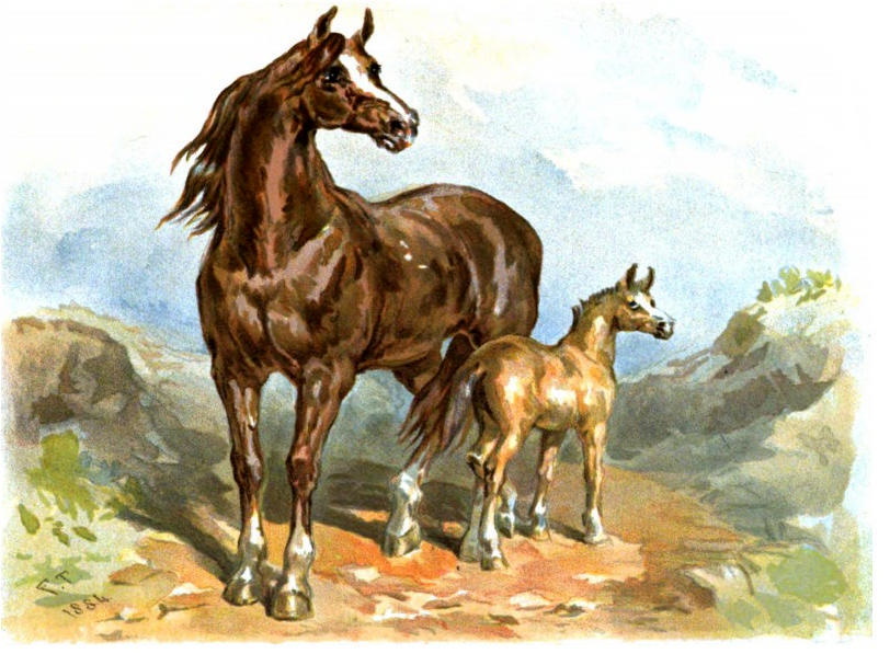Brown horse and foal.jpg