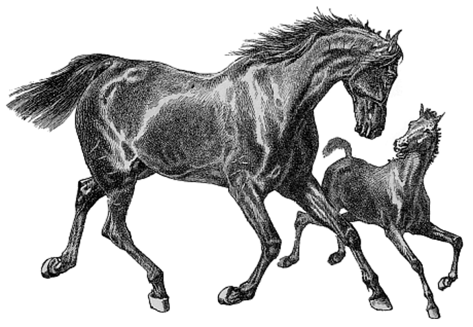 Horse and Foal.png