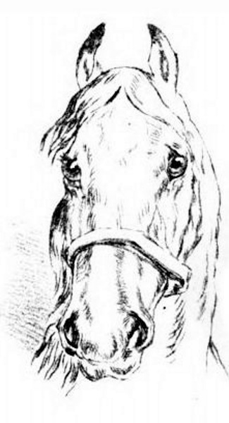 Horse Head.jpg