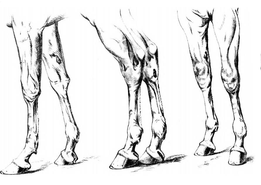 Horse legs.jpg