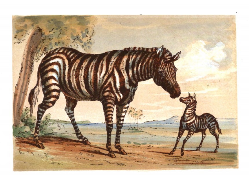 Zebra with young (2).jpg