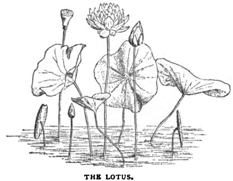 The Lotus.jpg