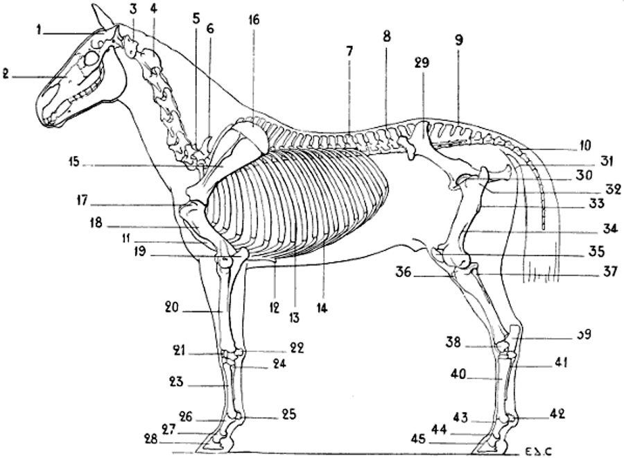 Skeleton of the Horse