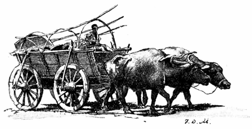 Bulgarian Buffalo Cart