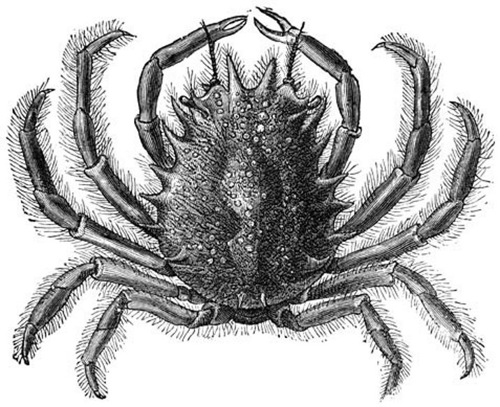 Great Sea Spider.jpg
