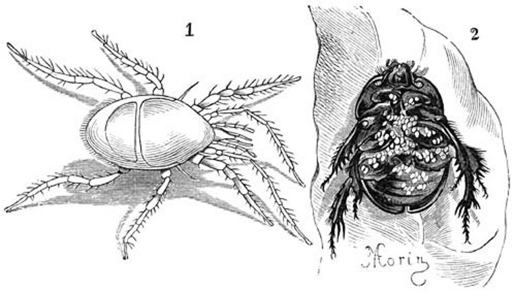 Beetle louse.jpg