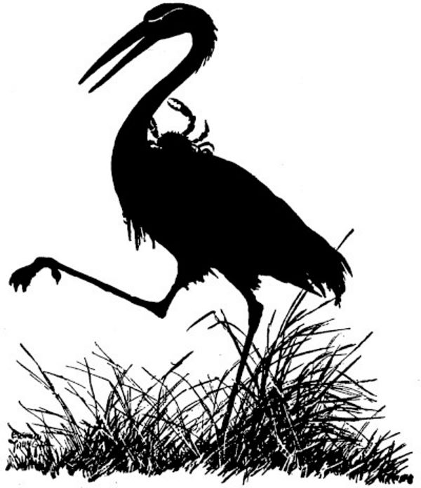Crane with crab on its back.jpg