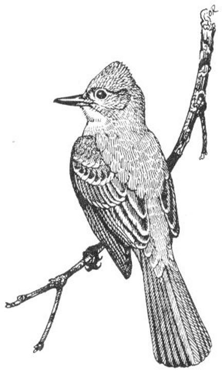 Crested Flycatcher