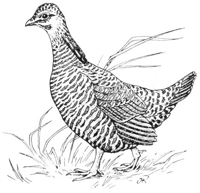 Prairie Chicken.jpg