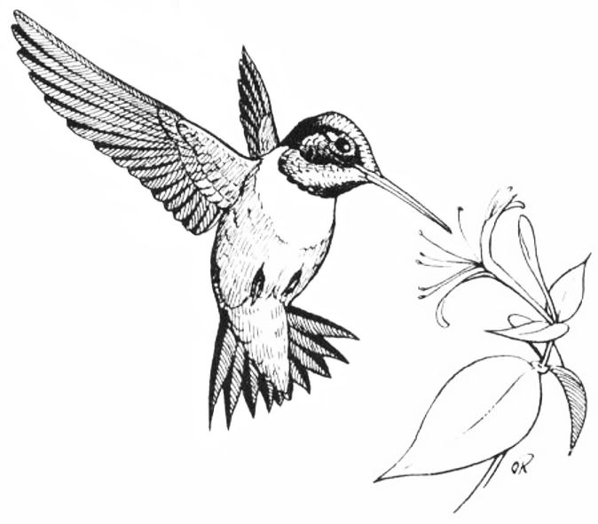 Ruby-throated Hummingbird.jpg