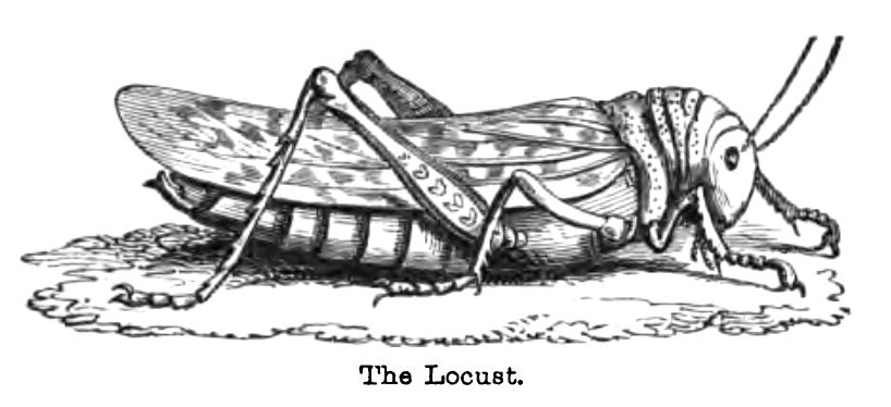 The Locust.jpg