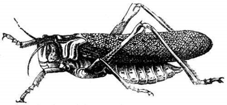 Locust.jpg
