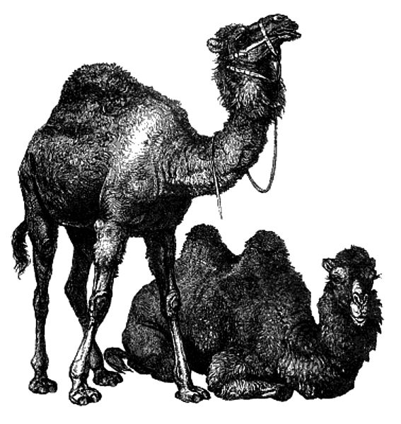 Dromedary (standing) and Bactrian Camels