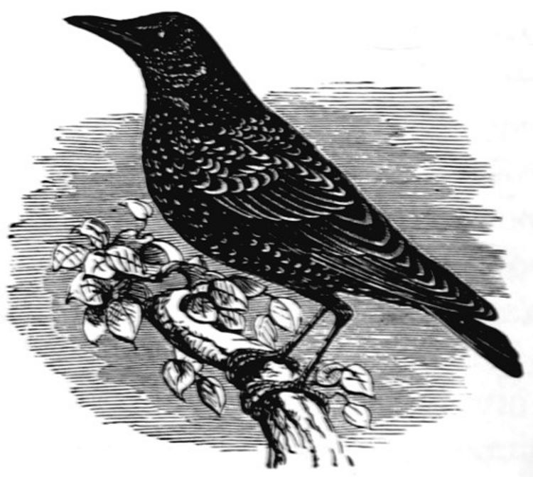 The Starling. One of the Talking Birds