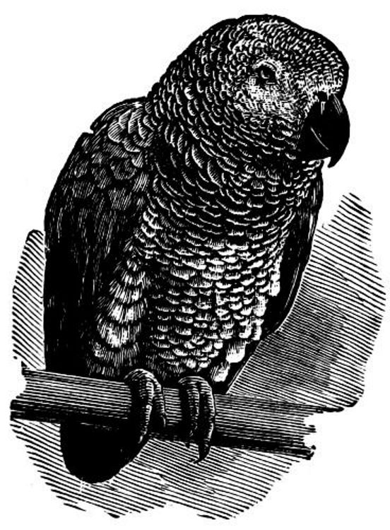 A Gray Parrot on His Perch. Waiting to Speak His Piece.jpg