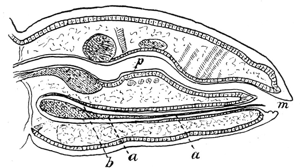 Pediculus showing the blind sac (b) containing the mouth parts (a) beneath the alimentary canal (p).jpg